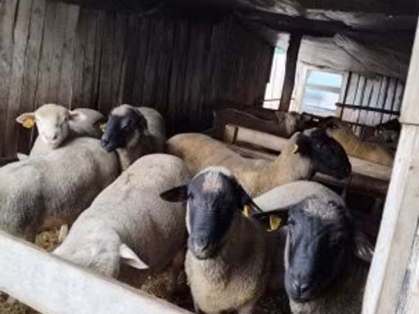 قوچ, Ile-de-France sheep