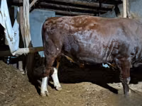 Toro, Bovini — foto 3