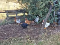 Chickens — foto 2