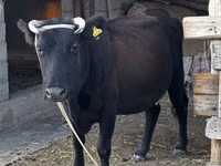 Cow, Latvian Blue cattle — photo 3