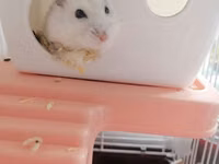 Hamster üçün tam dəst qəfəs - Material: möhkəm metal barmaqlıqlar və — φωτογραφία 1
