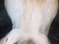 Schweine (Partie, Geschlecht nicht angegeben), Schweine — Foto 2