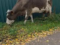 Cow, Simmental cattle — photo 5