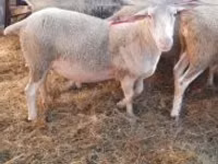 የጎትት አውራ በግ, Sheep — ፎቶ 1