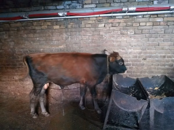 Banteng, Cattle — Uzbekistan