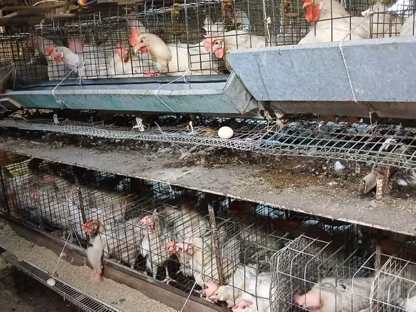Chickens — উজবেকিস্তান