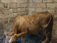 Bull, Simmental cattle — photo 6