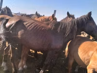 Ngựa cái, Kazakh horse — ảnh 3