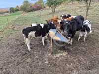 Bulle, Simmental cattle — Foto 2