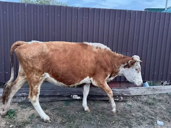 Cow, Simmental cattle — Kazakhstan
