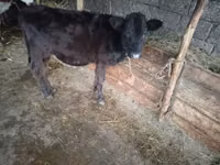 Cow, Cattle — photo 1
