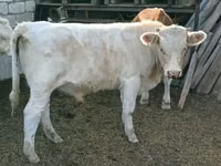 Byk, Simmental cattle — zdjęcie 4