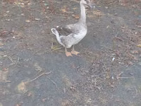 Geese — 3 зураг