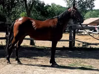Horse (M), Horses — photo 3