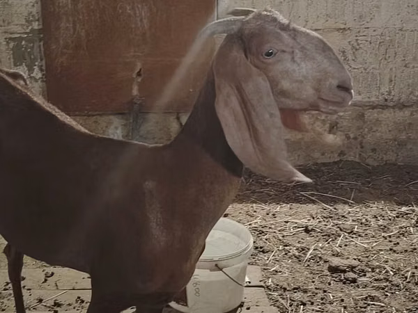 बकरी, Beetal goats