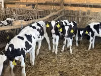 Stier, Russian Black pied cattle — foto 3