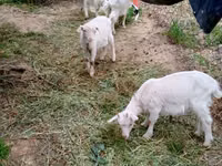 Goat, Goats — photo 1