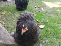 Chickens — عکس 3