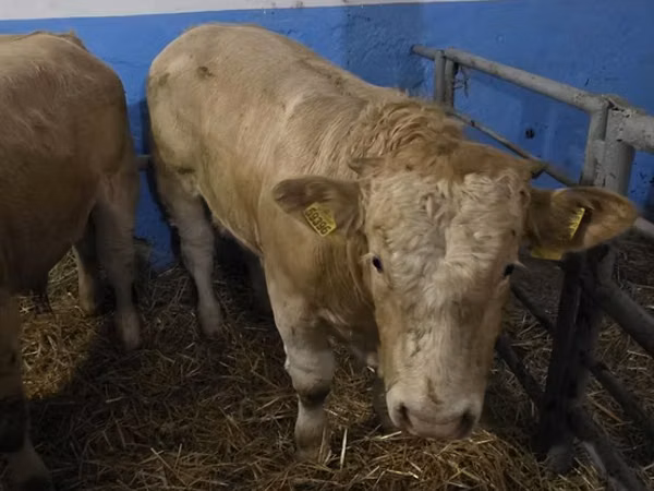 Boğa, Simmental cattle