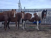 Kuda betina, Horses — foto 5