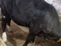 Cow, Cattle — photo 1