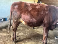 பசு, மாடுகள் — புகைப்படம் 6