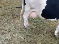 گاو ماده, Russian Black pied cattle — عکس 3