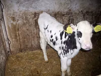 公牛, Russian Black pied cattle — 照片 1