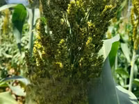 Fodder Mabrouk Sudan Grass — फ़ोटो 1