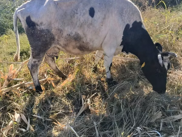 Cow, Russian Black pied cattle — Uzbekistan
