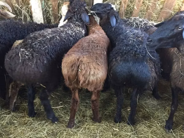 Ram, Sheep — Kazakhstan