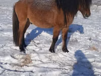 Iapă, Yakutian horse — foto 2