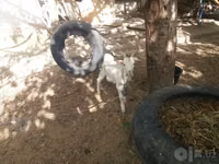 Capra, Alpine goat — foto 6