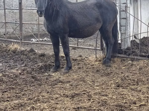 Mare, Horses
