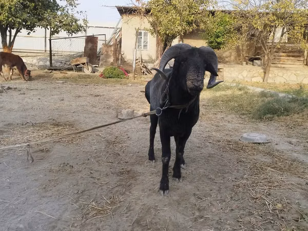 Kambing jantan, Sheep — Uzbekistan