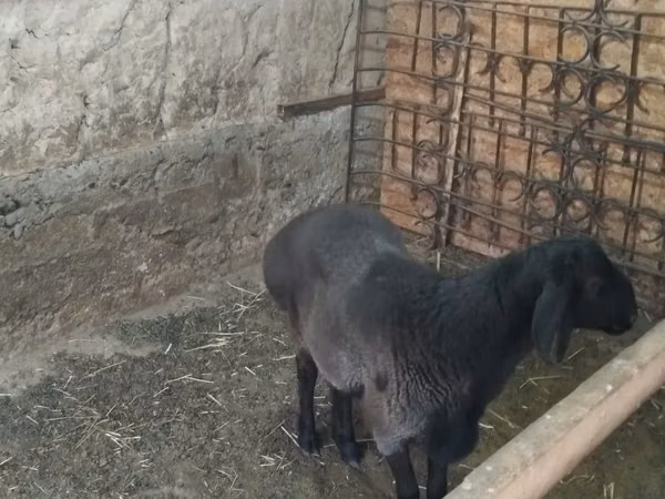 公羊, Sheep