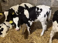 Бик, Russian Black pied cattle — фото 3