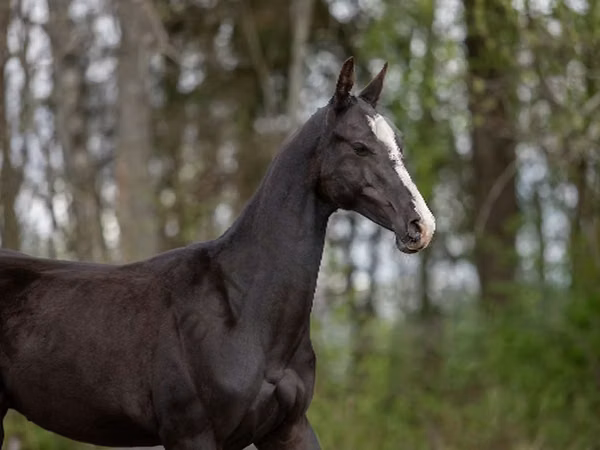 Horse (M), Akhal-Teke — Russia