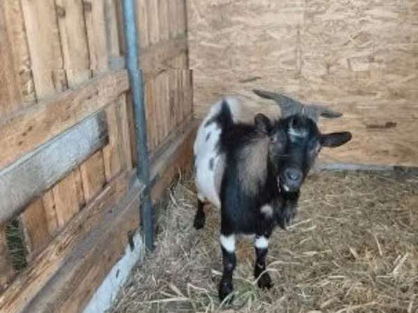 Bok, Dutch Landrace goats