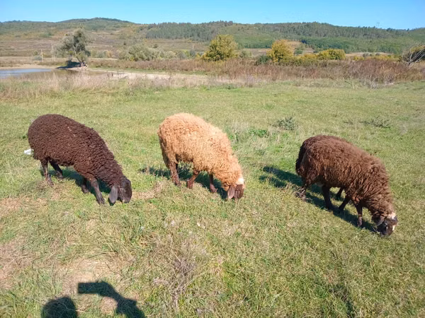 Montone, Pecore — Moldavia