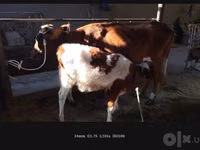 بقرة, Simmental cattle — الصورة 1