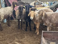 Ram, Sheep — photo 1