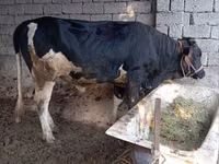 گاو ماده, گاو — عکس 7