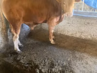 วัวตัวผู้, Swiss cattle — รูปภาพ 2