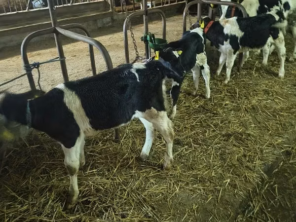 Bull, Holstein breed
