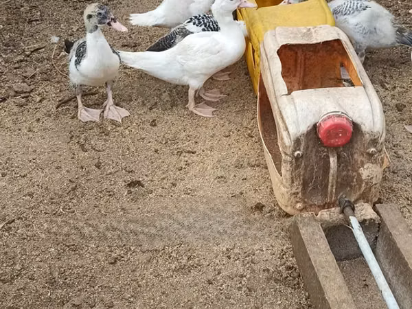 Ducks — Ghana