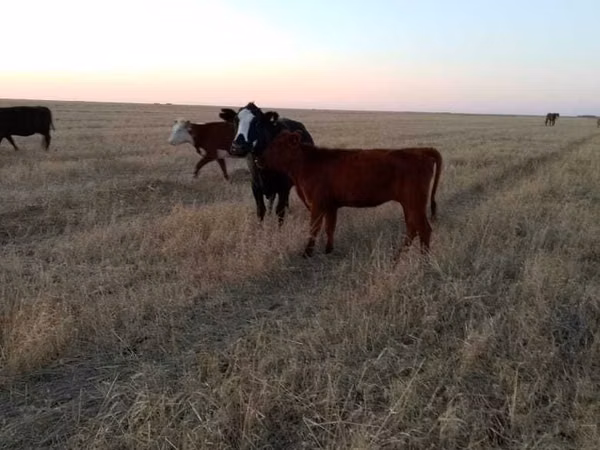 Cow, Cattle — Kazakhstan