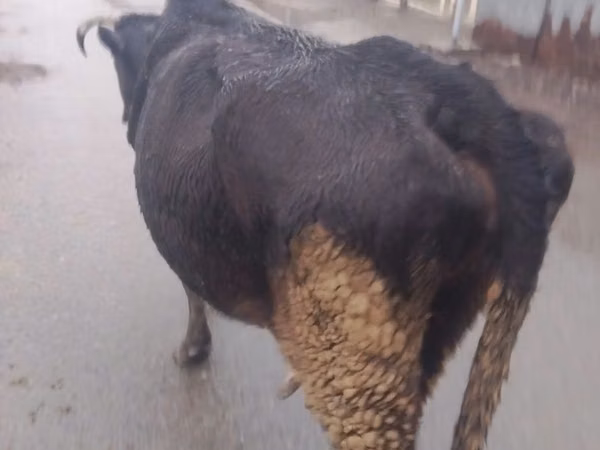 Cow, Cattle — Kazakhstan
