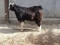 بز ماده, بز — عکس 3