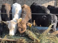 Bull, Cattle — photo 8